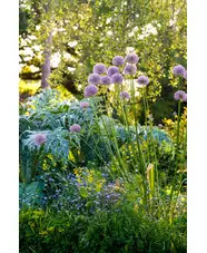 Beth Chatto Greetings Card