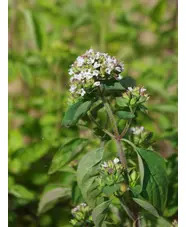 Origanum laevigatum ex Chatto White Herrenhausen