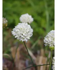 Armeria sancta
