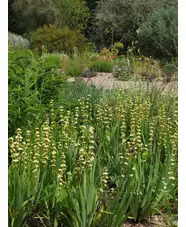 Sisyrinchium striatum