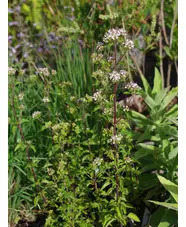 Origanum laevigatum ex Chatto White Herrenhausen