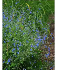 Omphalodes nitida