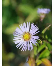 Symphyotrichum puniceum