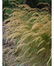 Stipa calamagrostis