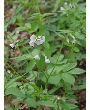 Polemonium reptans 'Virginia White'