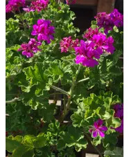 Pelargonium 'Purple Unique'