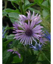 Berkheya purpurea 