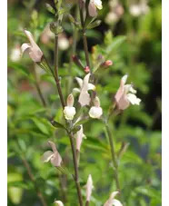 Salvia 'Trelissick'