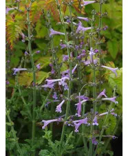 Salvia scabra