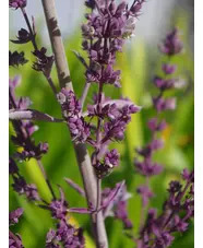 Salvia apiana
