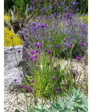 Verbena bonariensis 'Little One'