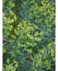 Euphorbia pithyusa