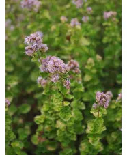 Origanum vulgare 'Aureum Crispum'