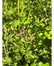 Origanum vulgare 'Pink Mist'