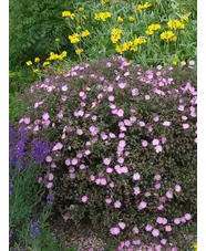 Cistus x skanbergii