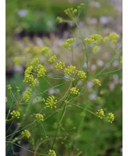 Seseli gracile