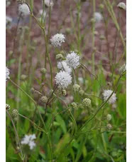Succisa pratensis dwarf white