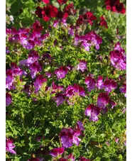 Pelargonium 'Tip Top Duet'