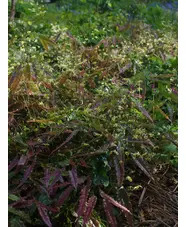Epimedium 'Spine Tingler'