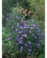 Symphyotrichum novi-belgii 'Blue Eyes'