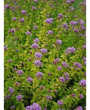 Origanum vulgare 'Pink Thumbles'