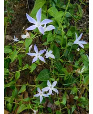 Vinca difformis subsp. sardoa