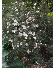 Rosa spinosissima 'Merthyr Mawr'