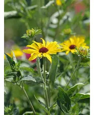 Rudbeckia subtomentosa 'Loofahsa Wheaten Gold'