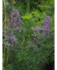 Teucrium orientale
