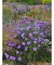 Catananche caerulea