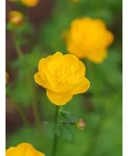 Trollius x cultorum 'Feuertroll'