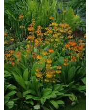 Primula x bulleesiana