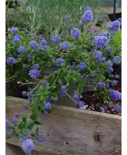 Ceanothus thyrsiflorus var. repens
