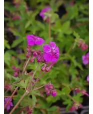 Geranium macrorrhizum wild form