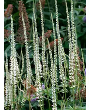 Veronicastrum virginicum 'Album'