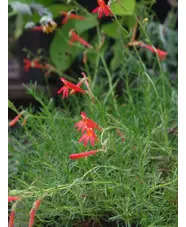 Penstemon pinifolius