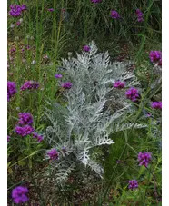 Centaurea 'Silver Feather'