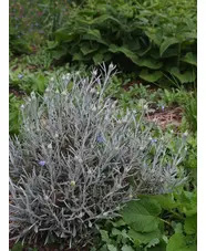 Helichrysum stoechas 'White Barn'