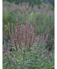 Amorpha canescens