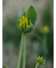 Rudbeckia maxima 'Golda Emanis'