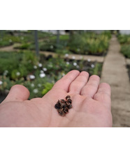 Seed Collection Course