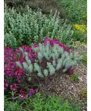 Euphorbia pithyusa