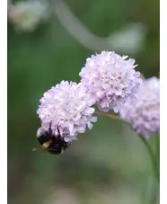 Armeria pungens