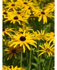 Rudbeckia fulgida var. deamii