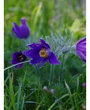 Pulsatilla vulgaris