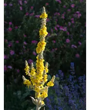 Verbascum bombyciferum