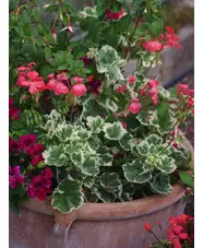 Pelargonium 'Frank Headley'
