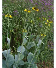 Rudbeckia maxima