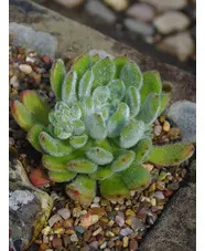 Echeveria setosa