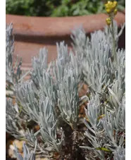 Helichrysum stoechas 'White Barn'